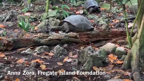 ‘Vegetarian’ giant tortoise filmed attacking and eating seabird