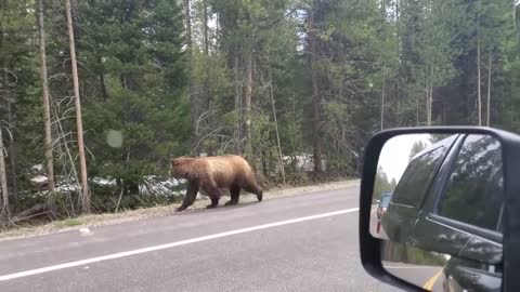 Campers Stop And Patiently Wait in Truck as Bunch of Grizzly Bears Pass by Them on Road