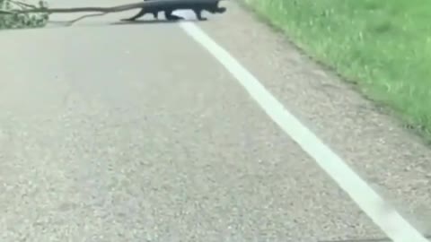 This is a beautiful and charming water-dwelling species