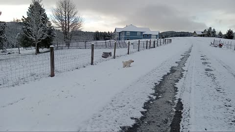 Tinker playing in the snow