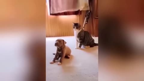 Funniest Cats and Dogs Video