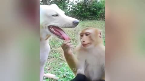 Funniest Animals 2023 😂 Best Funny Cats and Dogs Videos