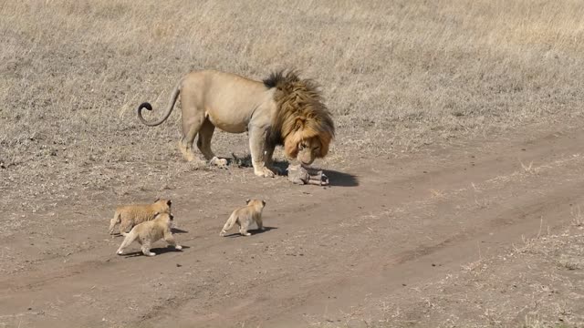 LION 🦁 DAD tries to ditch his kids