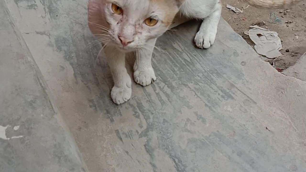 Beautiful Looking Cat