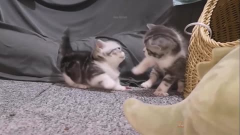 Cute Cat Video Collection