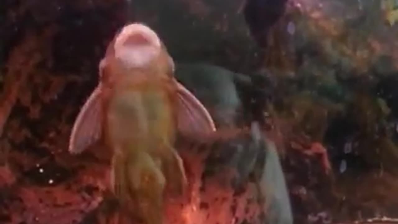 Funny animal video funny fish