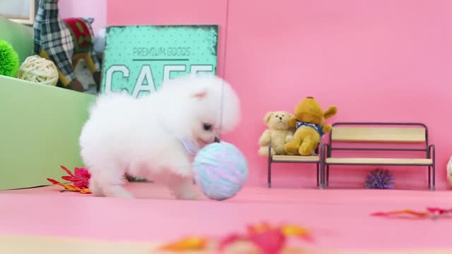 Amazing White pom teacup pomeranian puppy