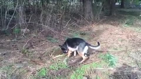 Fiona with another stick