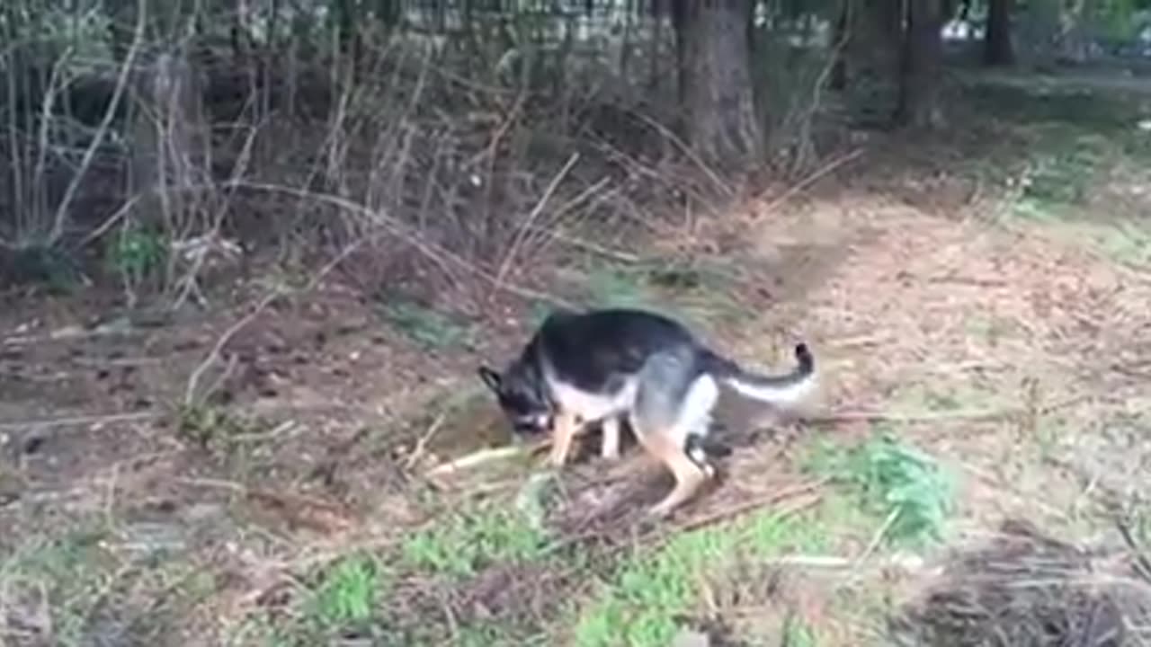 Fiona with another stick