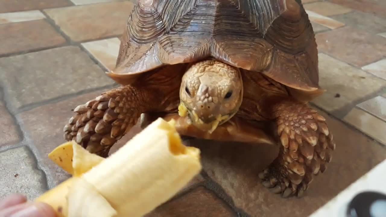 Sulcata Tortoise Eating Banana (Sulaiman) - Hand Feeding-13