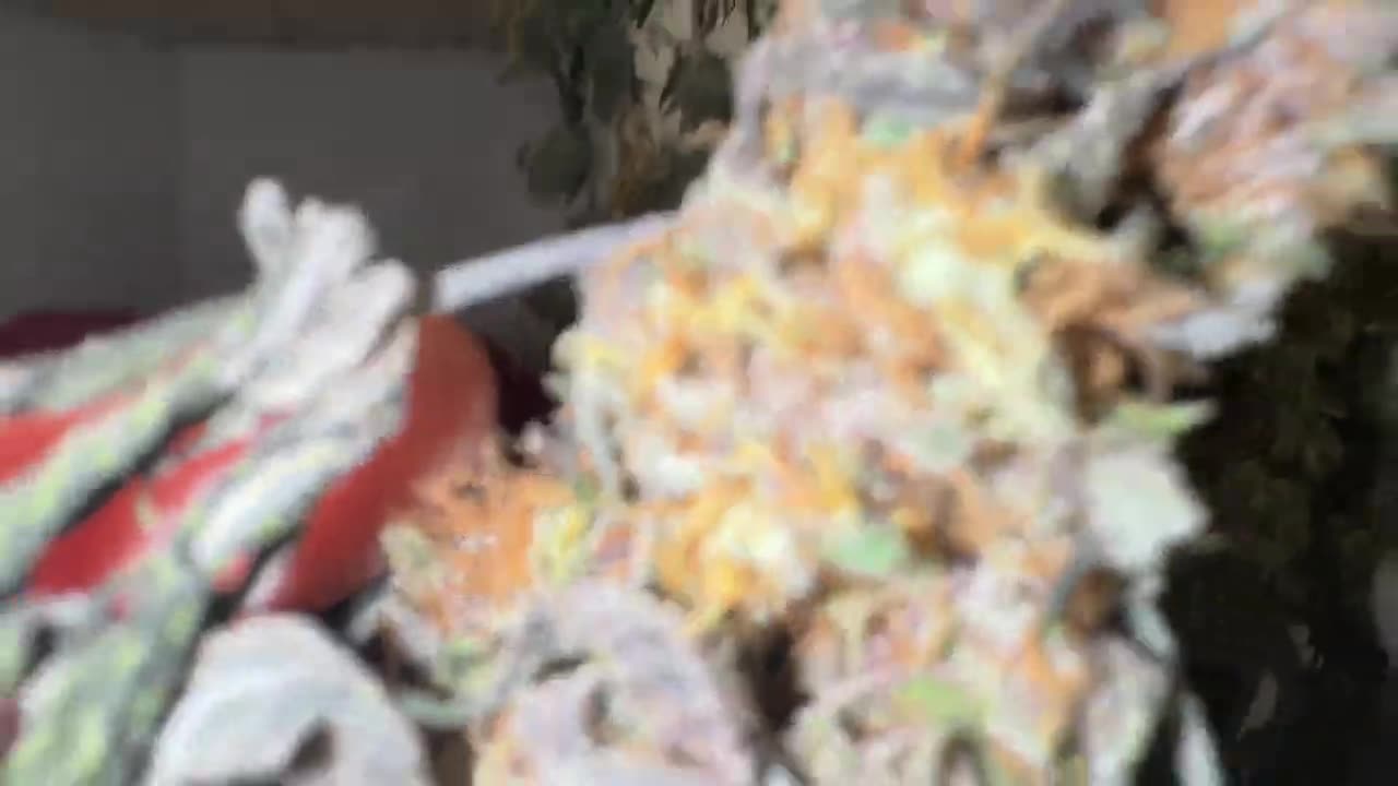 Dry Trim And Cure Weed on a Professional Level At Home & Tips on Preserving Terpenes