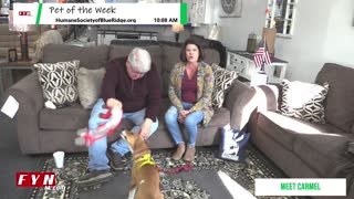 PET OF THE WEEK: Meet Carmel www.HumaneSocietyofBlueRidge.org