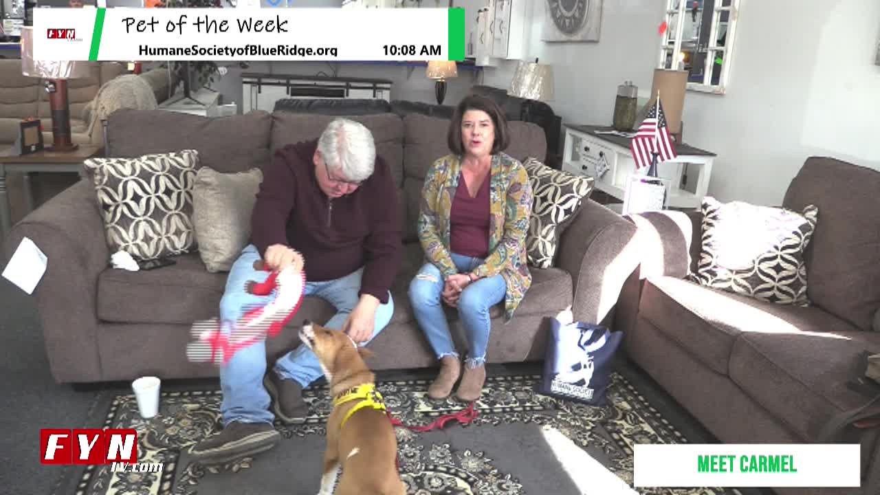 PET OF THE WEEK: Meet Carmel www.HumaneSocietyofBlueRidge.org