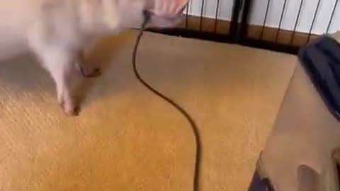 Pig Annoyed by Vacuum Cleaner Unplugs it Each Time He Sees Owner Using It