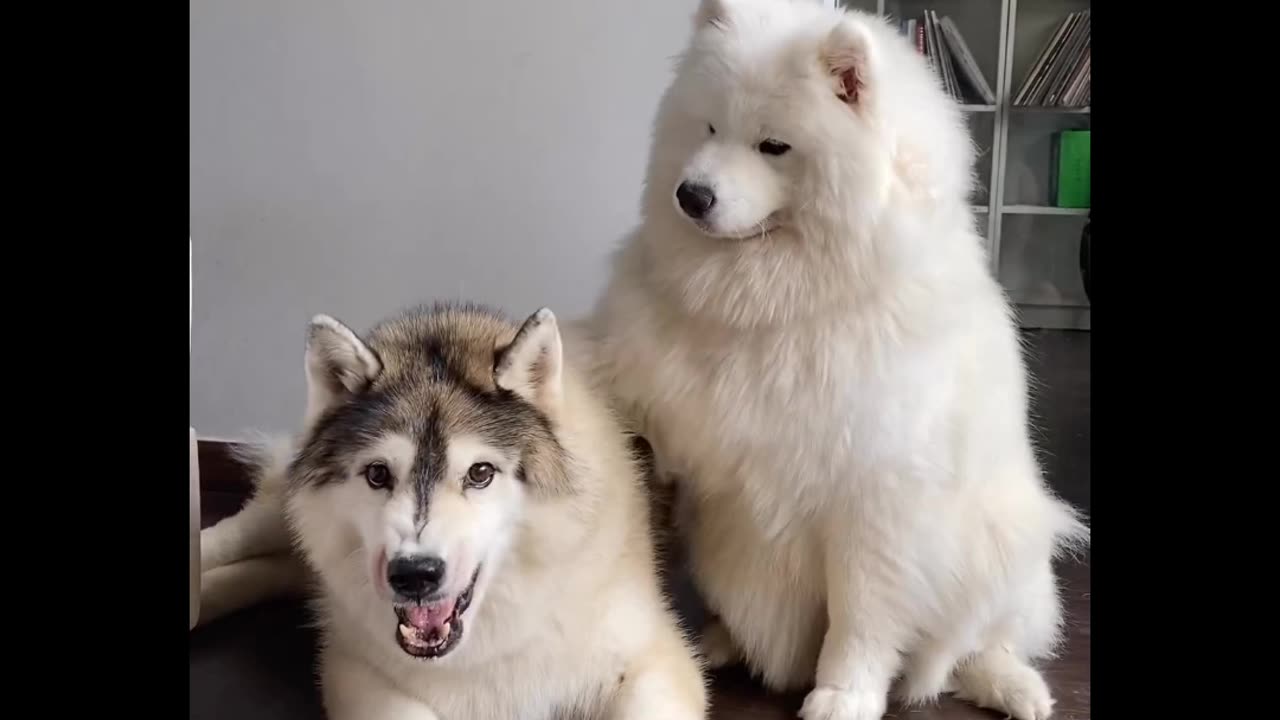 Friendship Goals: How One Dog Calms a Furious Husky, The Power of Friendship