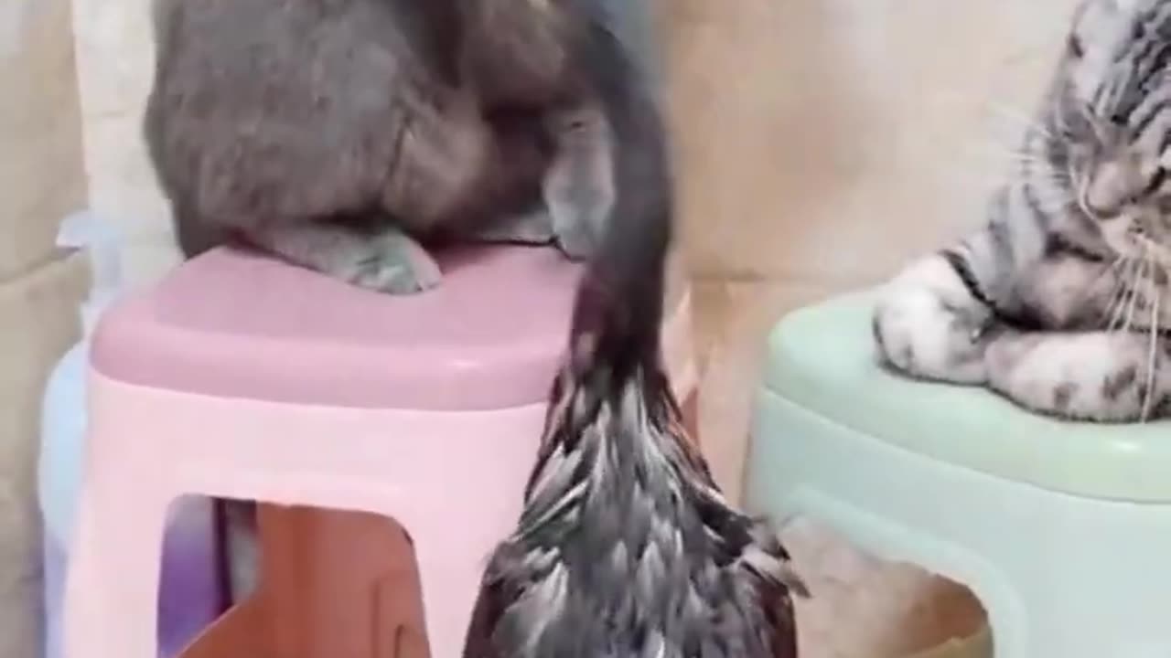 funny cute cat videos