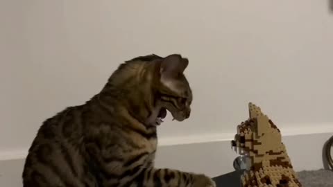 Cat getting confused with logo cat.