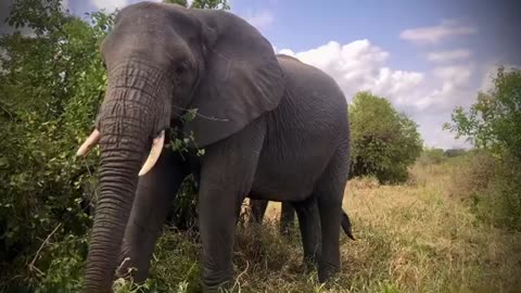 Safari In Tanzania