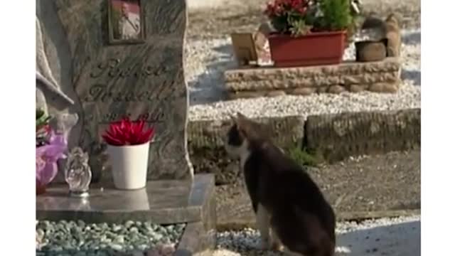 The cat visits its former owner every day, even though he has been dead for two years
