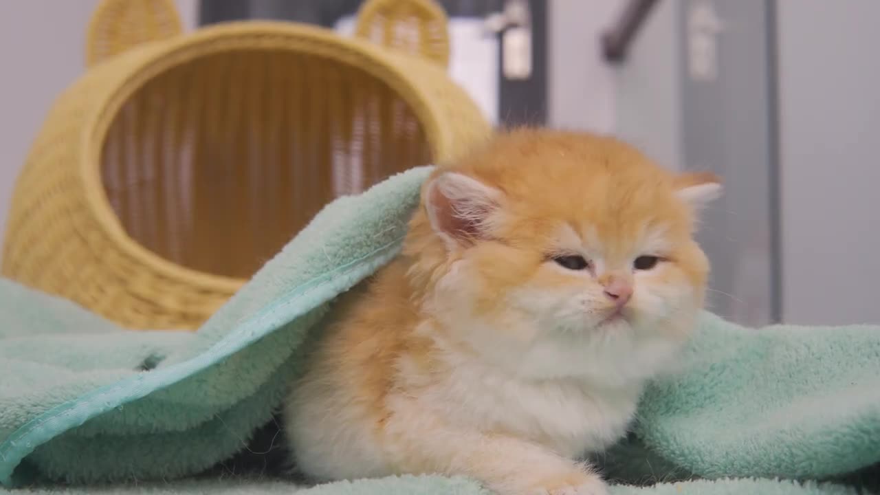 The reason I can't stop Touching face Kitten Pudding after her first bath.