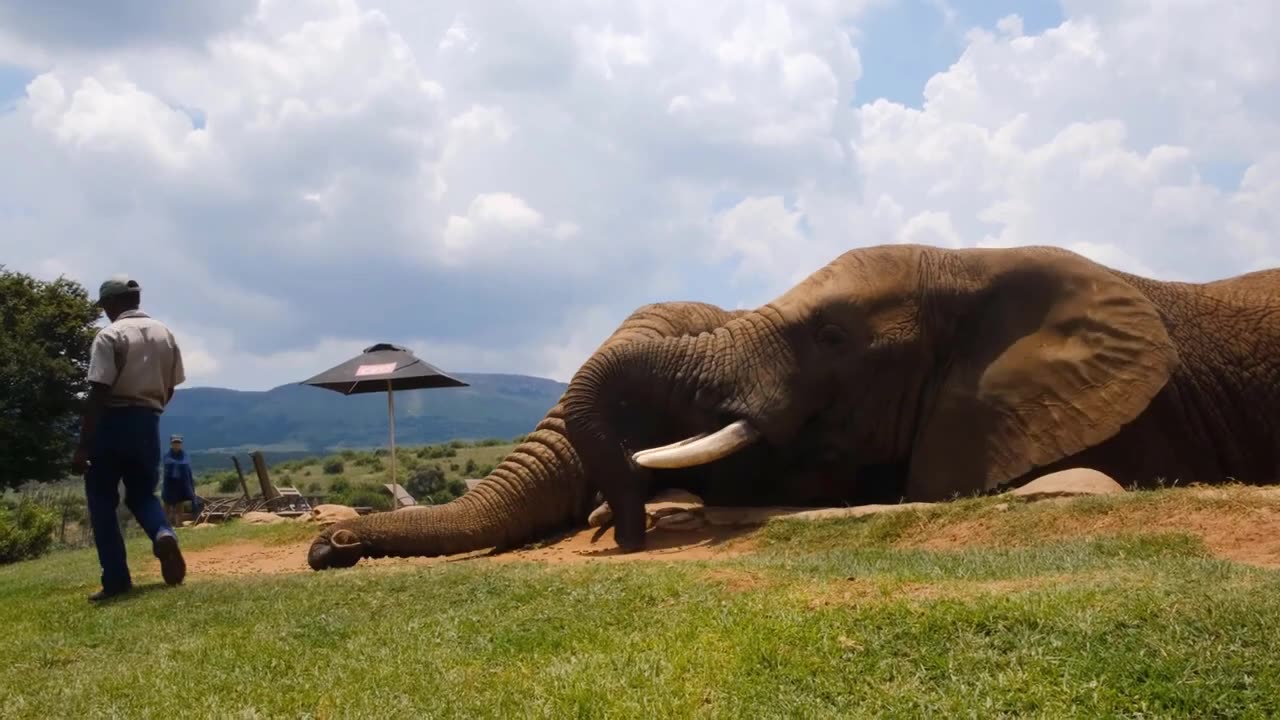 "Experience the Majestic Beauty of Elephants in 4K - A Visual Masterpiece!"