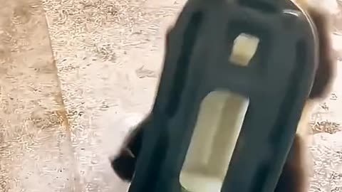 Cute Animals, Animals Funny Video.
