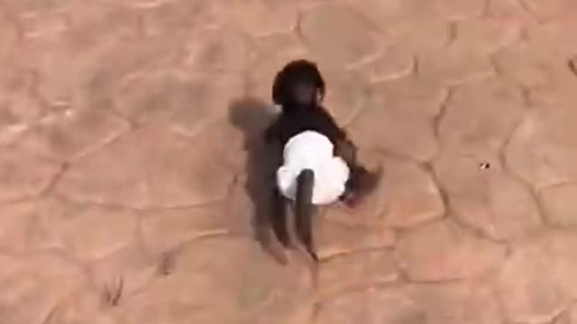 Funny monkey