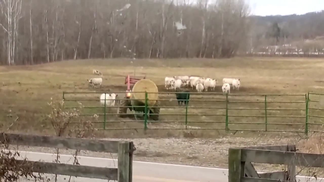 Feeding time | The Rural Outdoors