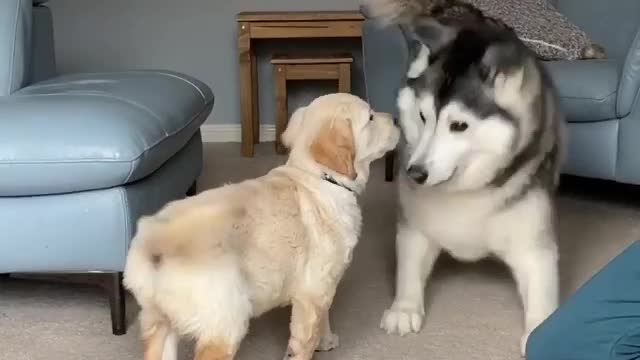 When Husky meet Baby Retriever🤭😍😂| #husky #retriever