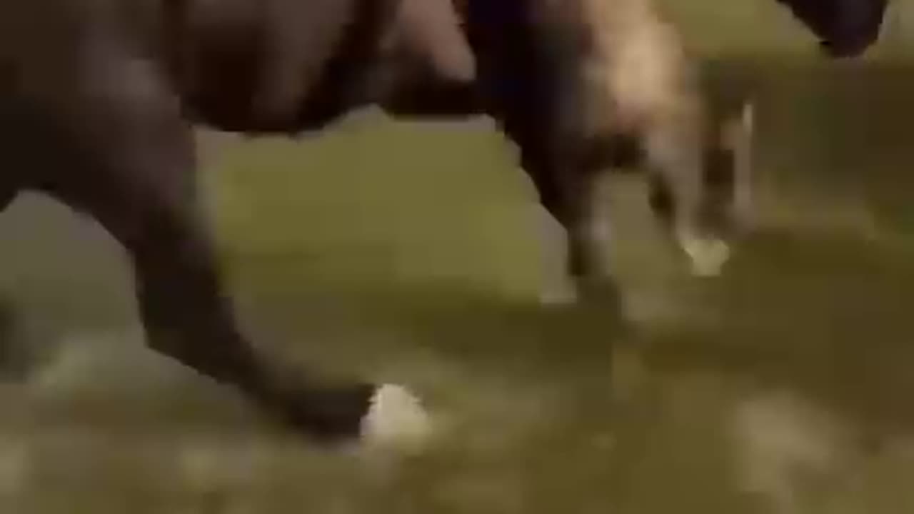 Horse 🏇 very dangerous situation