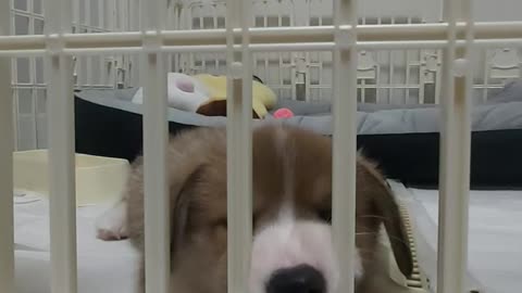 A puppy who wants to escape.