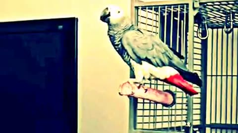 funny parrot