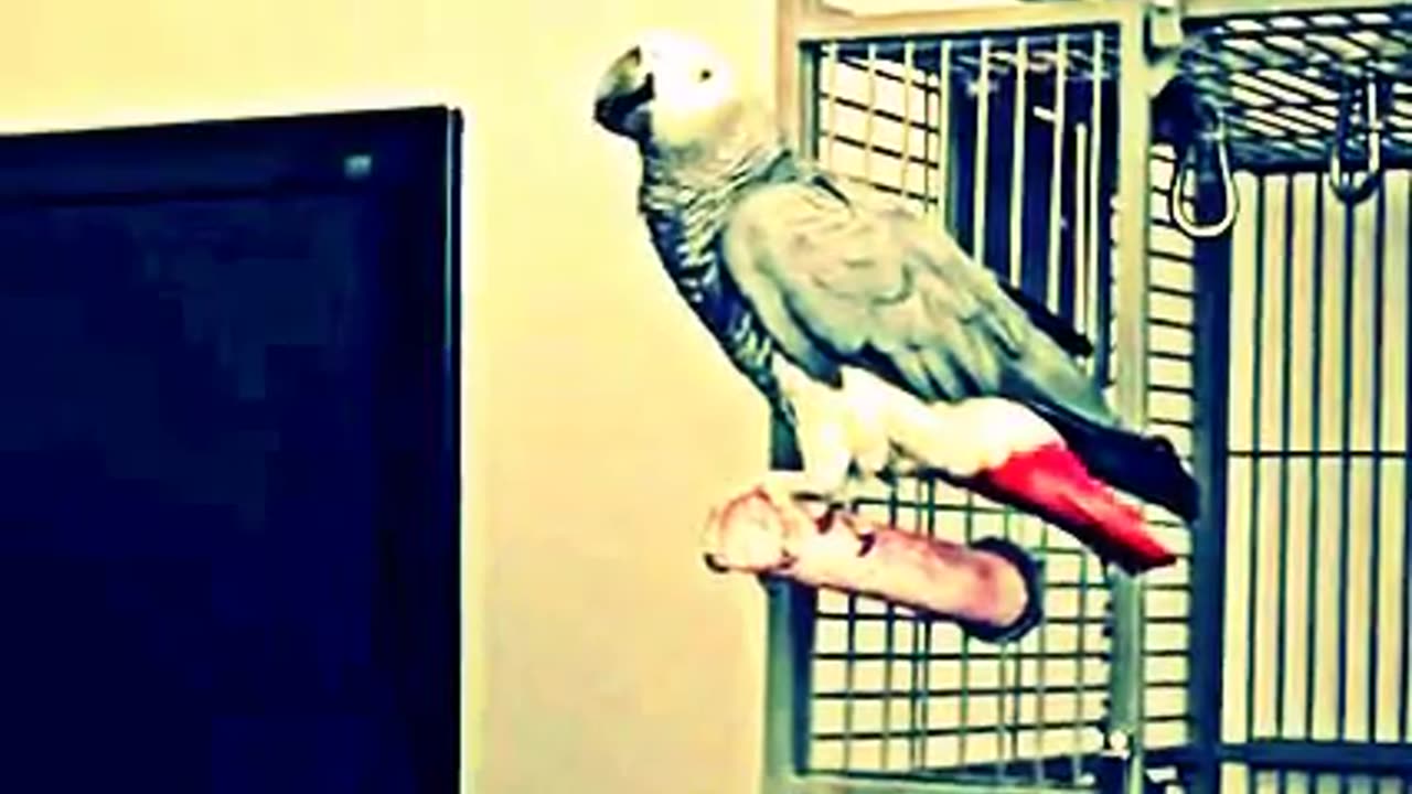 funny parrot