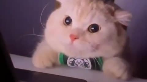 OMG So Cute Cat ❤ Best funny cat videos