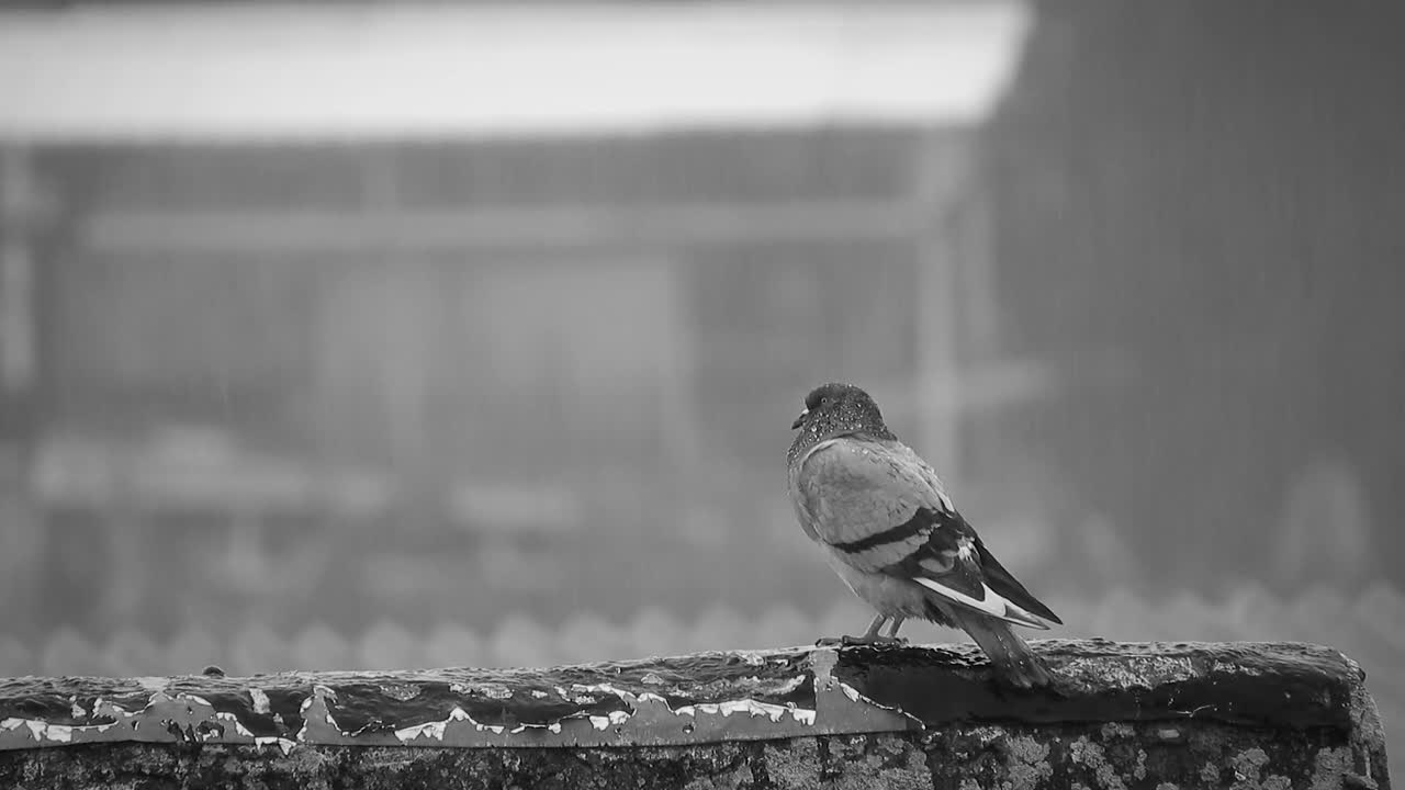 Gray Pigeon With Wet Feathers Under The Rain | HD Quality