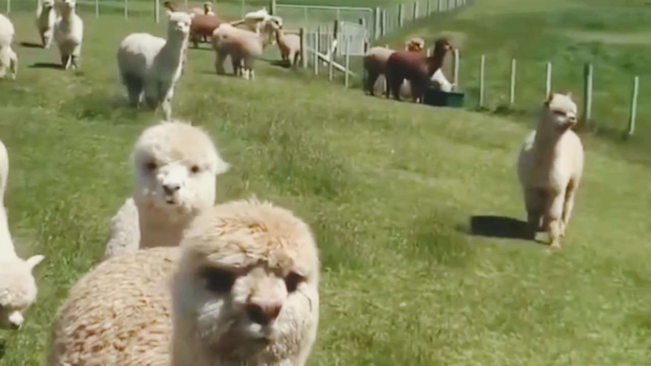 camel and pupies funny video