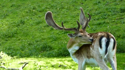 deer beauty