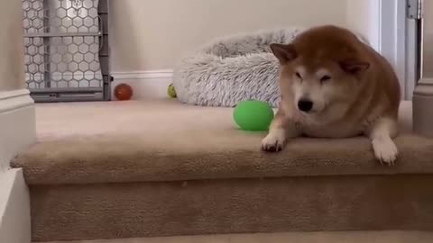 Dog Had Enough of Zoomy! - RxCKSTxR Comedy Voiceover