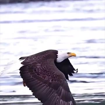Wild Birds vs Fish Showdown Epic Hunt and Unexpected Twist