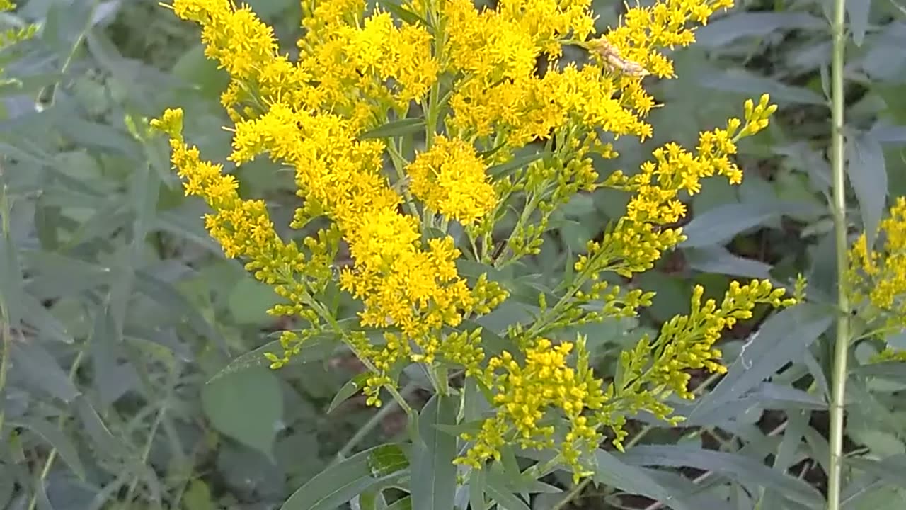 Goldenrod