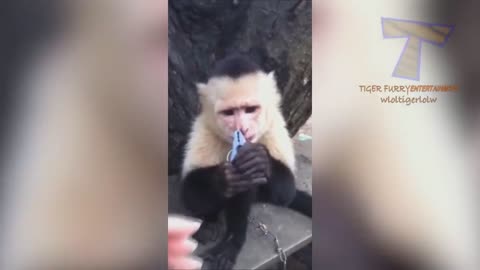 Aren't monkeys just the funniest?