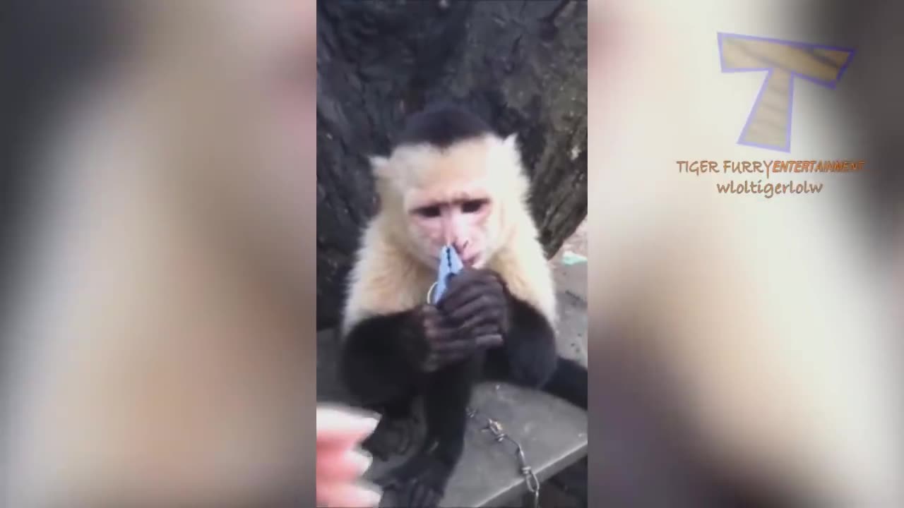 Aren't monkeys just the funniest?