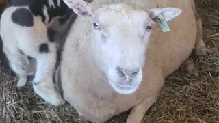 Lambing diaries 2024 - Dottie and her adopted ram lamb