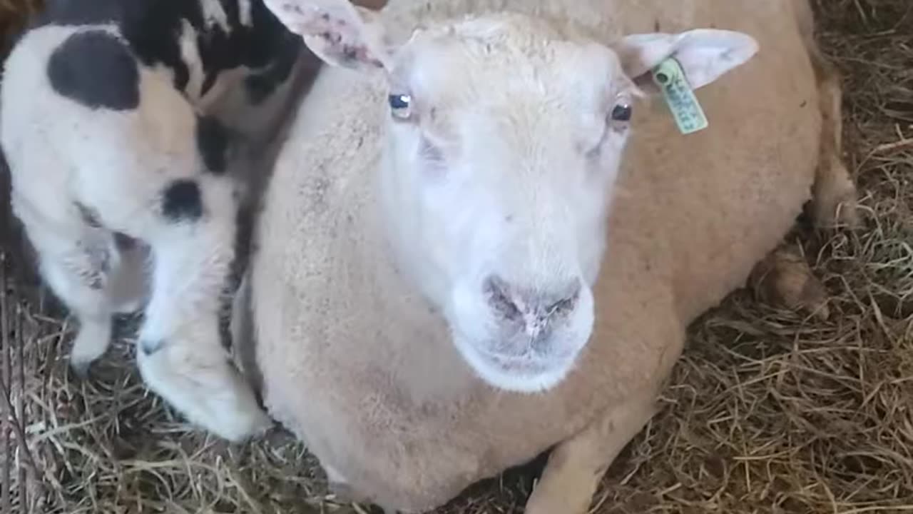 Lambing diaries 2024 - Dottie and her adopted ram lamb