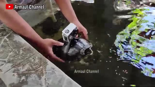 Experiment:Mount a go pro camera. On A turtle 🐢 so beautiful