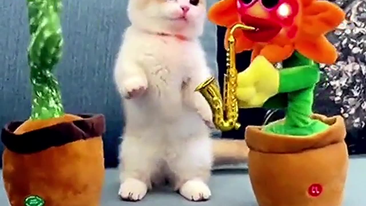 Cate dog and house funny 😸 video enjoy