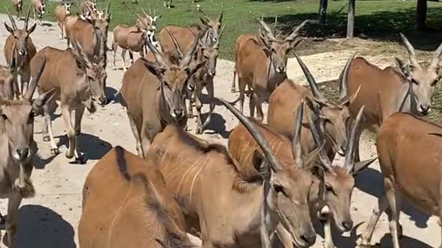 The zoo is home to the oryx