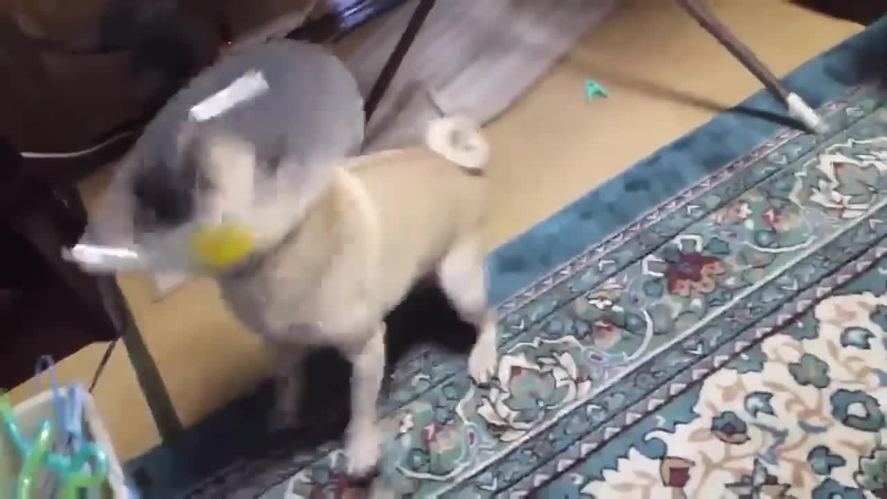 TOP 10 dog barking videos compilation ♥ Dog barking sound - Funny dogs