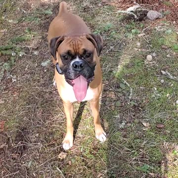 Funny boxer dogs, Harvey and Clyde