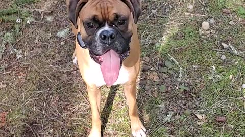 Funny boxer dogs, Harvey and Clyde